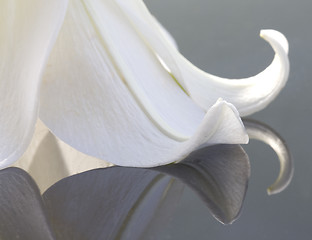 Image showing Close up lily