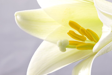 Image showing Close up lily