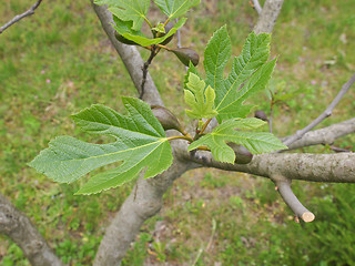 Image showing Fig tree leaf