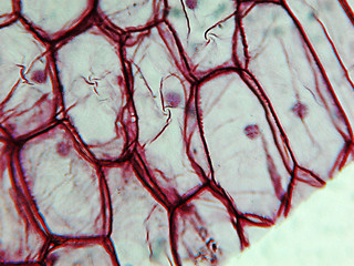 Image showing Onion epidermus micrograph