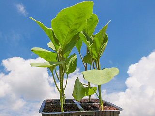 Image showing Plug aubergine plant