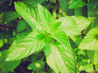 Image showing Retro look Peppermint picture