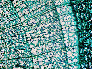 Image showing Pine Wood micrograph