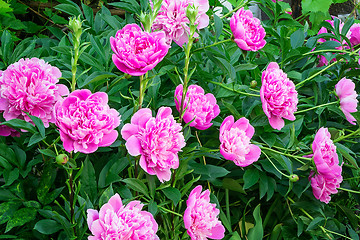 Image showing Blossoming peony among green leaves