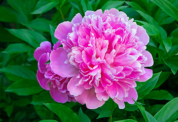 Image showing Blossoming peony among green leaves