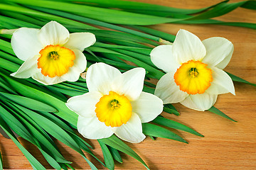 Image showing Large blossoming narcissuses on a table.
