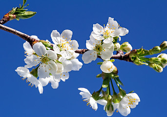 Image showing Branch of blossoming cherry against the blue sky.