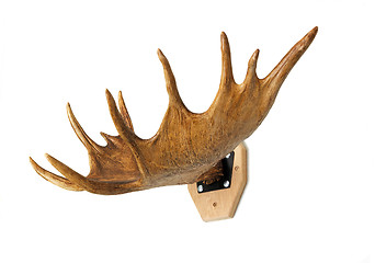 Image showing Trophy hunter - elk horn, presented on a white background.