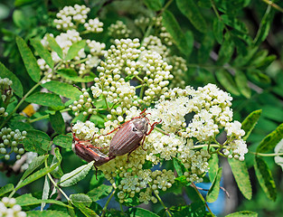 Image showing May-bugs eat mountain ash flowers.