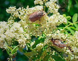 Image showing May-bugs eat mountain ash flowers.