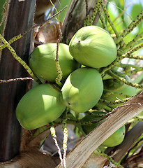 Image showing green coconuts