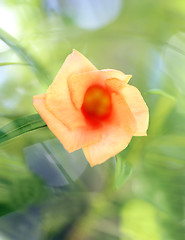 Image showing red flower