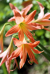 Image showing red flower