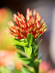 Image showing red flower