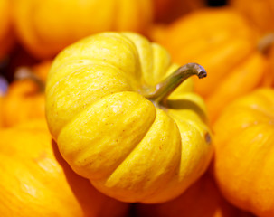 Image showing Pumpkin closeup