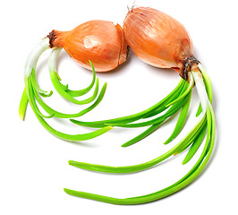 Image showing Sprouting onions 