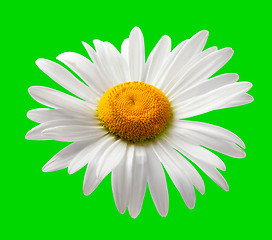 Image showing Chamomile isolated on green background