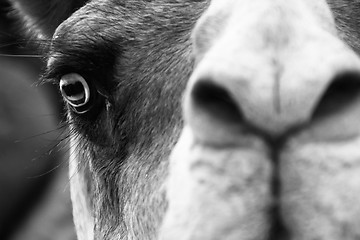 Image showing Camel portrait.