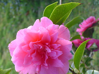 Image showing Pink Flower.