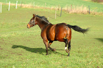 Image showing Horse on green grass