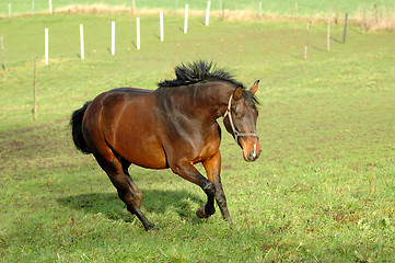 Image showing Horse on green grass