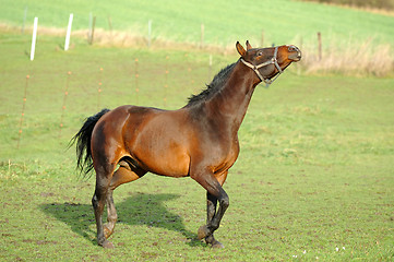 Image showing Horse with attitude