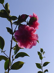 Image showing Pink Flower Duo