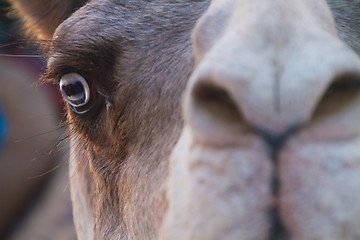 Image showing Camel closeup.