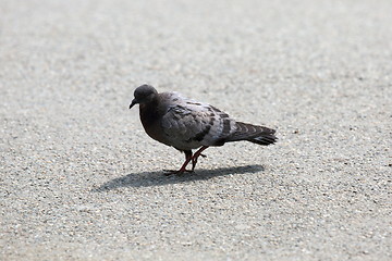 Image showing juvenile feral pigeon