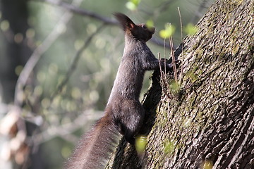 Image showing wild squirrel
