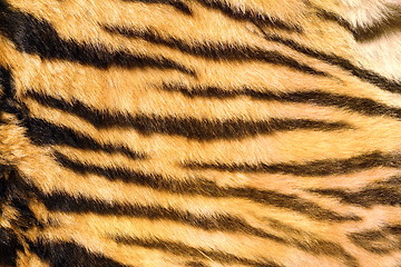 Image showing wild feline  textured fur