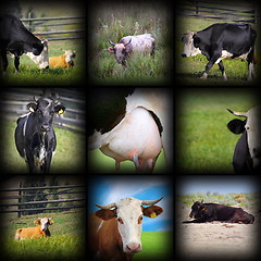 Image showing cows images in one collage