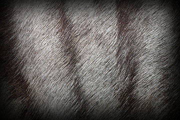 Image showing african antelope fur