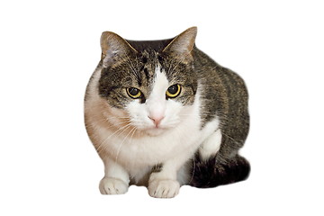 Image showing isolated cat