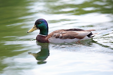Image showing mallard duck on water surface