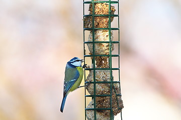 Image showing blue tit hanging on lard feeder