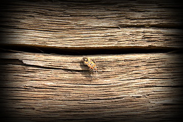 Image showing bug on old oak wood plank