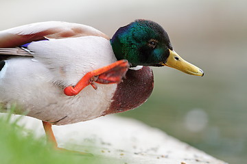 Image showing wild duck scratching its head