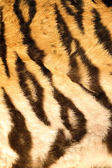 Image showing beautiful dark stripes on tiger furr