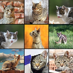 Image showing funny cats images