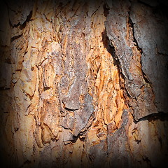 Image showing beautiful colored pine bark