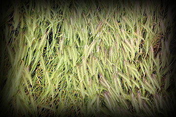 Image showing textured grass inflorescences