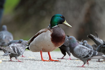 Image showing male mallard duck amongst pigeons