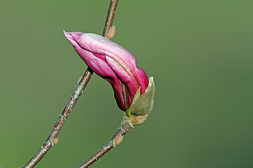 Image showing beautiful magnolia spring flower
