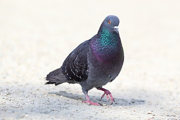 Image showing feral pigeon walking on park alley
