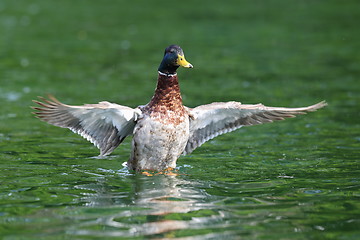 Image showing wild duck spreading wings