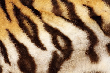 Image showing detail on tiger real black stripes