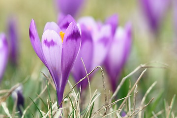Image showing beautiful  wild flowers of spring
