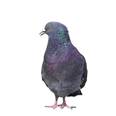 Image showing isolated feral pigeon