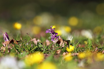 Image showing faded flower on wild meadow